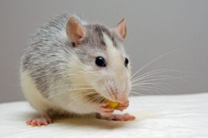 Frozen Rats For Pet Snakes: Benefits & How to Choose the Right Size